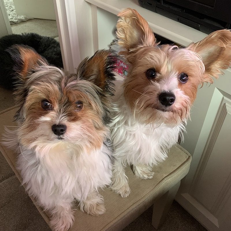 Oggy and Bobby, the office dogs